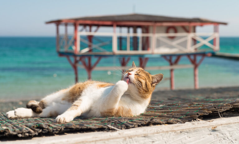 7 Tips for a Fun and Safe Cat Summer