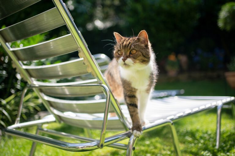 Cat Summer Safety Tips: 6 Dangers to Avoid