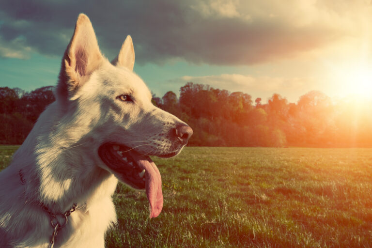 8 Common Summer Hazards for Dogs