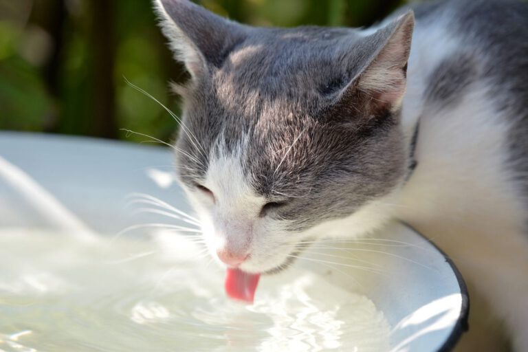 How to Get Your Cat to Drink More Water: Expert Tips on It