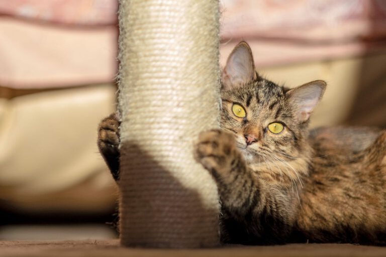 How to stop your cat from scratching furniture: expert advice on this