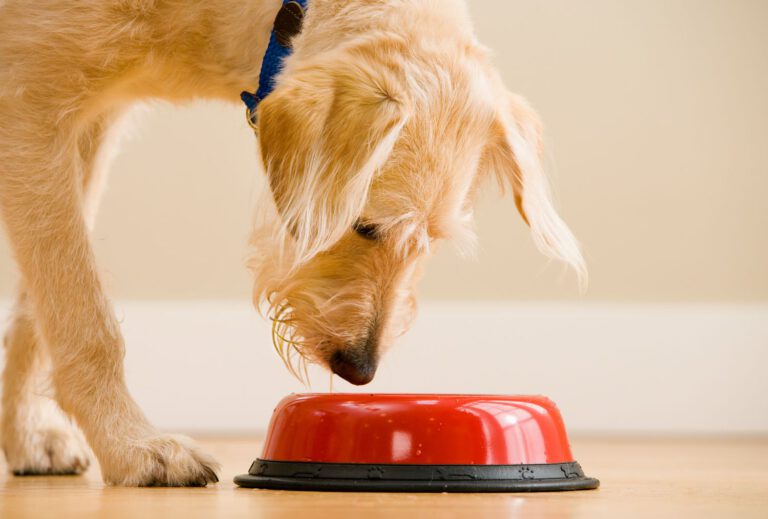 ANSWERS Dog food recall due to Listeria and Salmonella