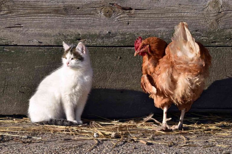 Bird flu in cats: causes, symptoms and treatment