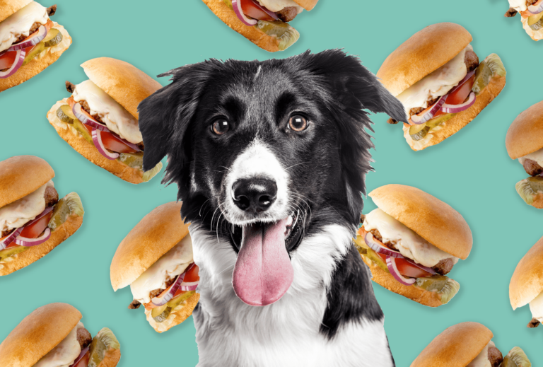 Can dogs eat hamburgers? This is what a vet says