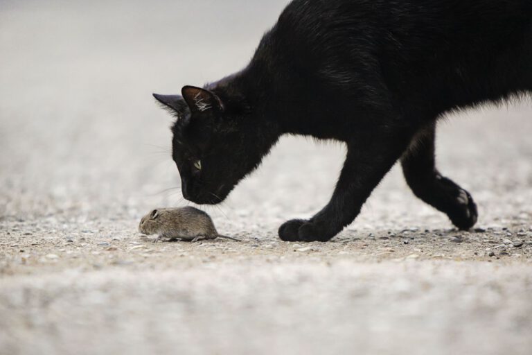 Do cats eat mice? The answer may surprise you