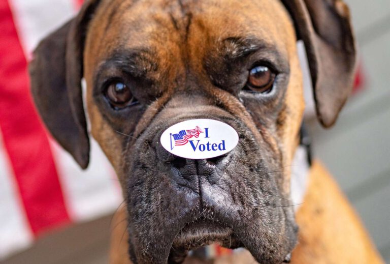 Five Ways Pets Can Help You Stay Calm on Election Day