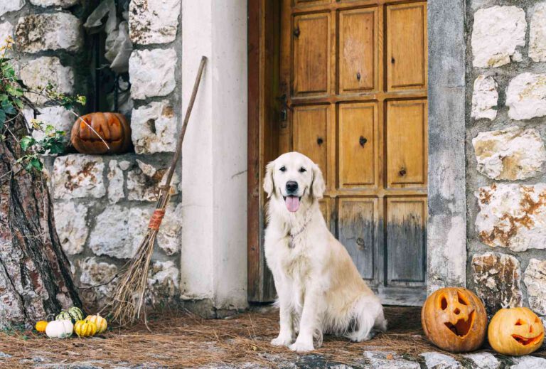 Find out how this haunted house helped dogs prepare for Halloween