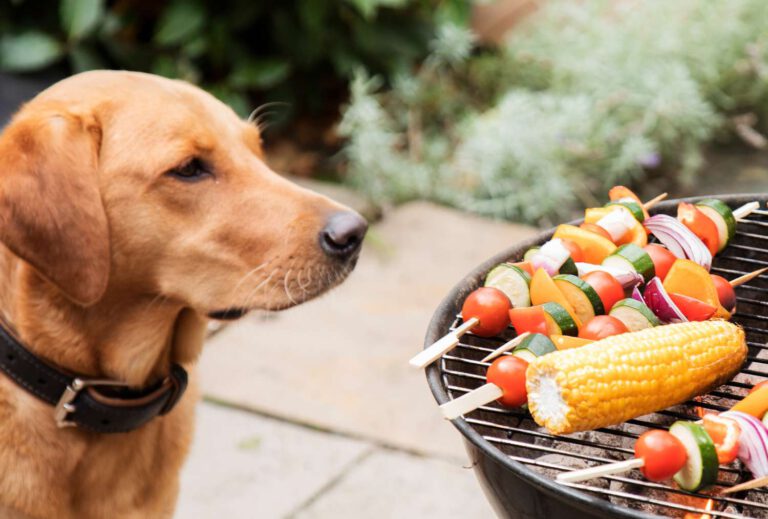 8 Dog-Safe Summer BBQ Foods You Can Share With Your Pup