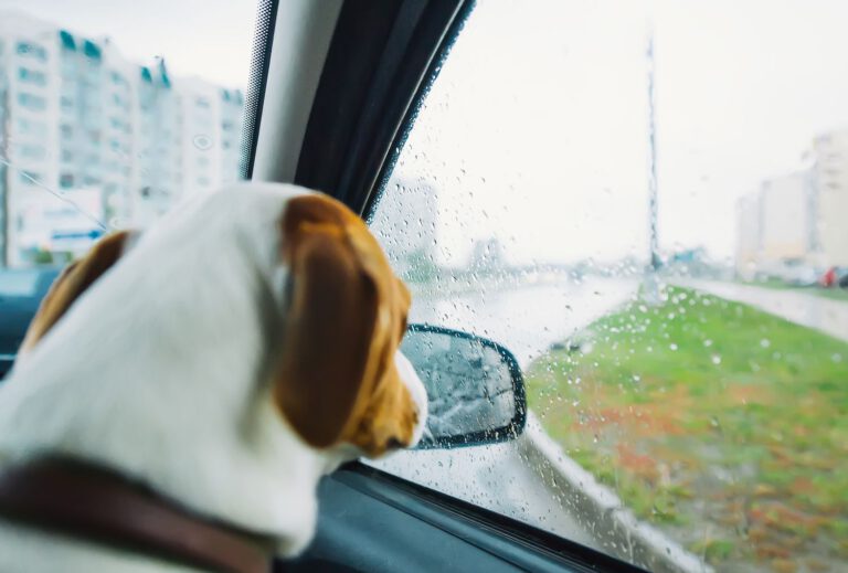 How to Protect Your Pets During Hurricane Season: Expert Advice Inside