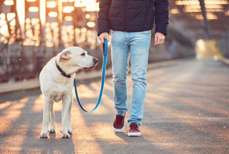 How often to walk your dog: expert advice on this