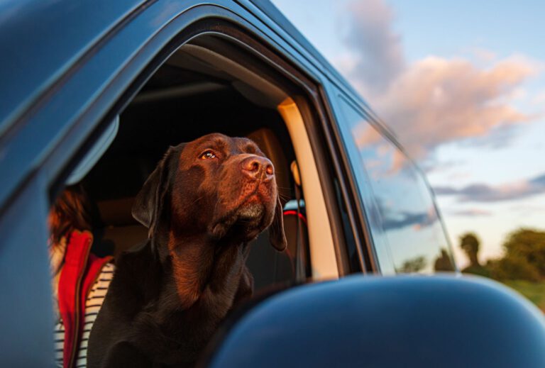 How to travel with a dog: expert advice inside