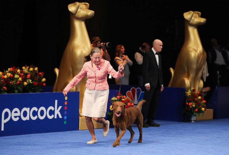 How to Watch the 2024 National Dog Show