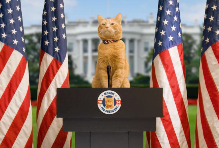 Morris the cat needs a running mate for the 2024 elections