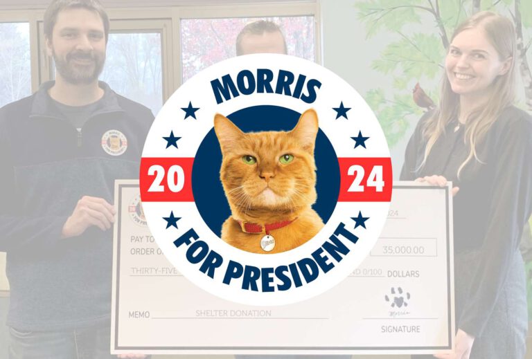 Morris the cat chooses the Oscar for a perfect campaign for 2024