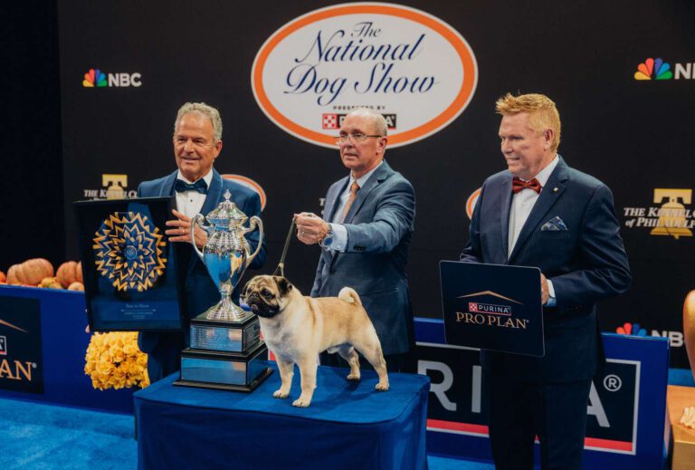 Here’s How Vito the Pug Captured the Hearts of National Dog Show Judges