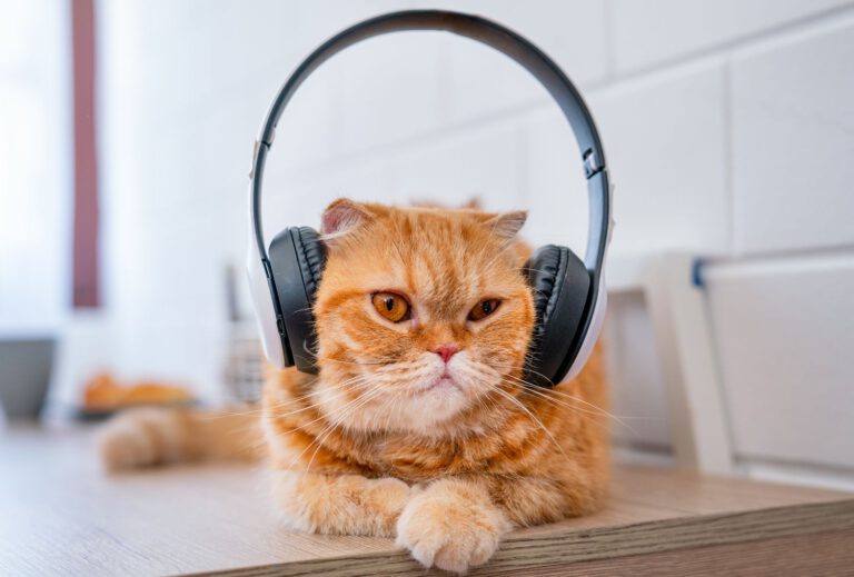 Spotify Wrapped 2024: Your Pet’s Favorite Songs