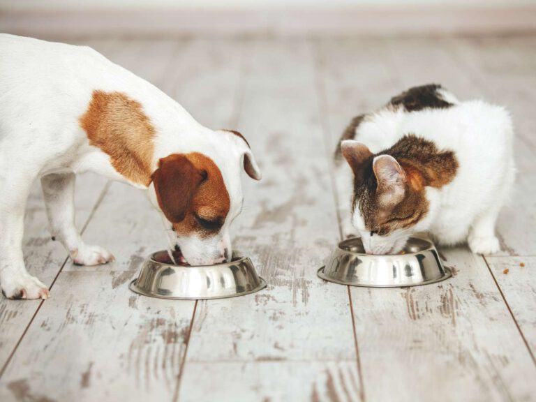 Viva Raw Recalls Certain Pet Foods Due to Possible Listeria Risk