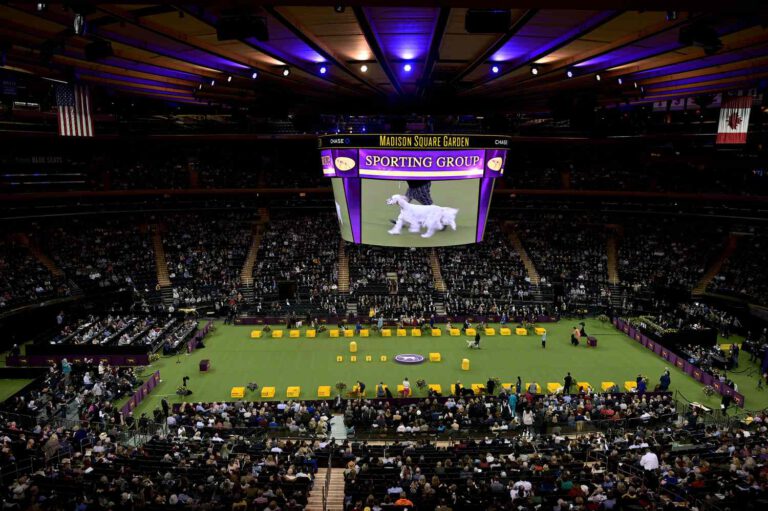 Westminster Dog Show Returns to Madison Square Garden in 2025