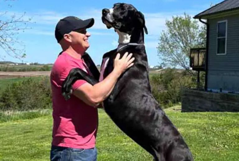 The Iowa Great Dane is now the tallest dog in the world