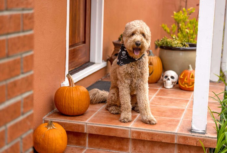 Top 10 Halloween Costume Alternatives for Dogs