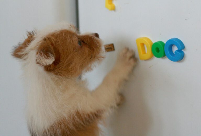 The best dog names for every letter of the alphabet