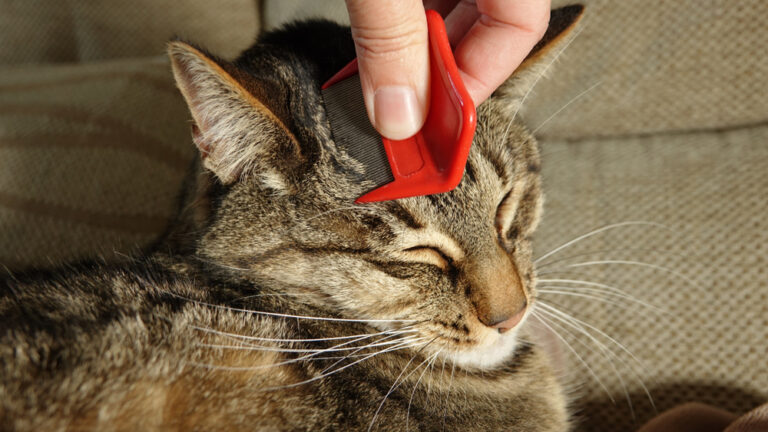 Flea Comb for Cats: How to Use One