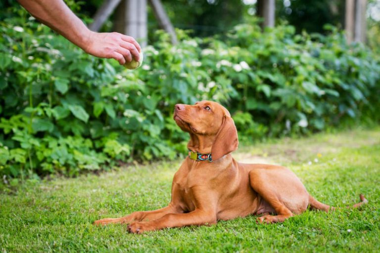 Can Dogs Associate Words with Objects?