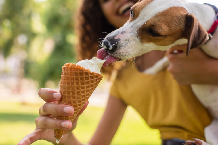 Do Dogs Get Brain Freeze?