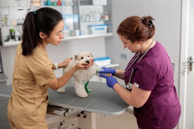 How to Test for Diabetes in Dogs