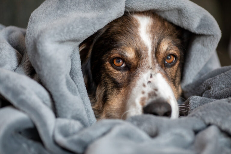 Spleen Cancer in Dogs | Great Pet Care