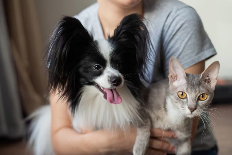 How to Help Prevent Itching in Dogs and Cats