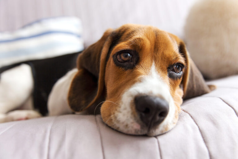 Dog Nausea: 8 Signs and How to Treat It