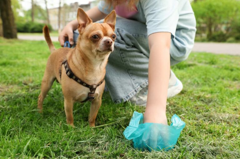 White Spots in Dog Poop: What It Means