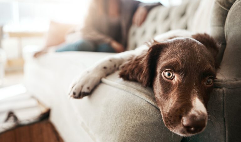 Do Dogs Get Bored? 7 Signs and How to Help