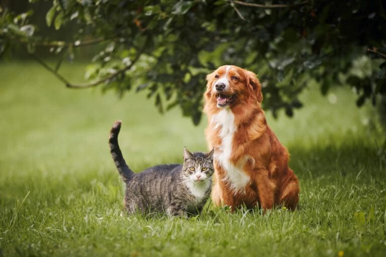 Can Dogs and Cats Get Bird Flu? What to Know