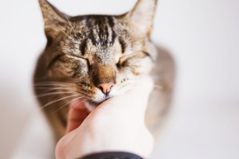 Do Cats Only Purr When They’re Happy?