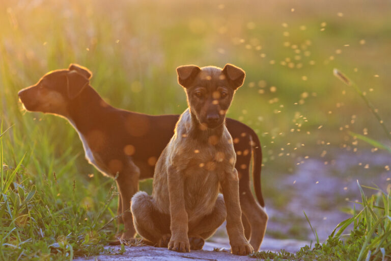 Do Mosquitoes Bite Dogs? | Great Pet Care