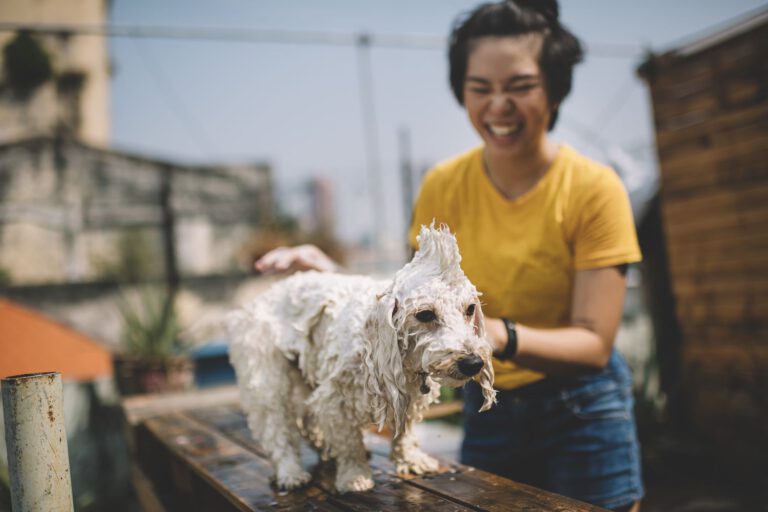 The best summer dog grooming tips, according to a pro