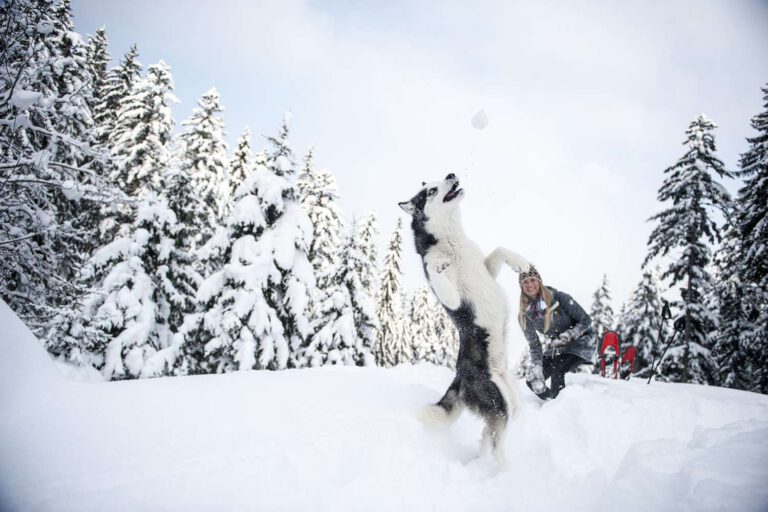 10 Best Winter Activities for Dogs and Their Humans